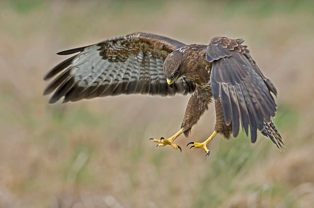 abutre - eurasian buzzard imagens e fotografias de stock