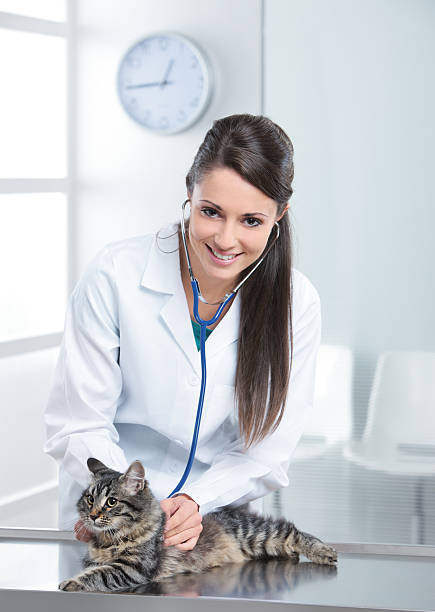 istock Veterinary caring of a cute cat 185037424