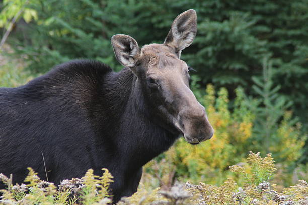 Moose in Jackman, Maine stock photo