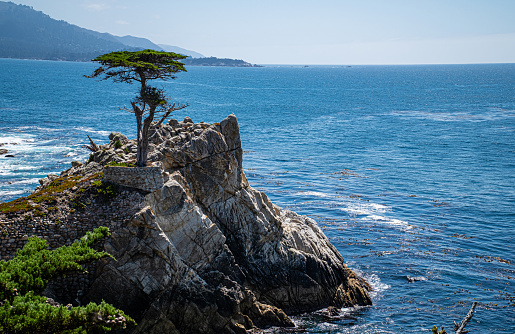 Pebble Beach, CA - September 6, 2023: The Lone Cypress Tree along 17-mile drive near Monterey, California.