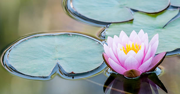 istock Pink Water Lily in a Peaceful Natural Setting 185038642