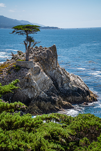 Pebble Beach, CA - September 6, 2023:  The Lone Cypress Tree along 17-mile drive near Monterey, California.