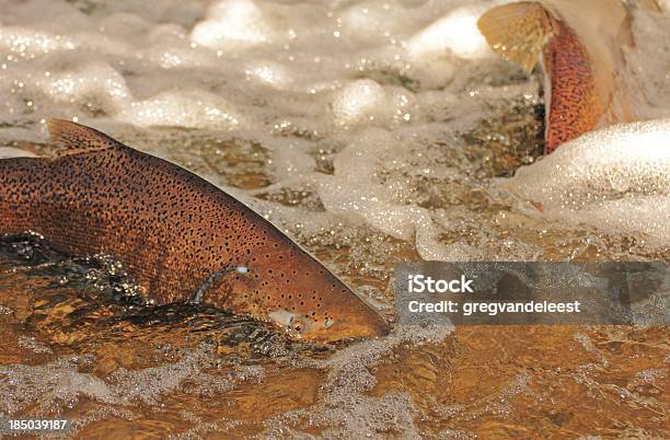 King Salmon - zdjęcia stockowe i więcej obrazów Bez ludzi - Bez ludzi, Czawycza, Fotografika