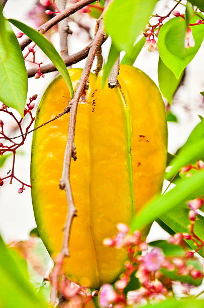 A group of starfruit ripens on the tree in this detailed close-up, capturing the bright yellow color and unique shape of this tropical fruit. Ideal for themes of farming, freshness, and healthy eating.