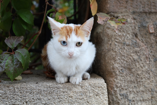 Cute baby cat with different eye color sitting on the wall among the leaves