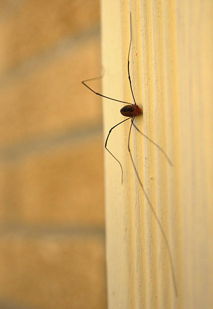 Long legs on spider hi-res stock photography and images - Alamy