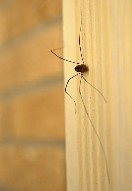 Photo of Daddy long leg spider