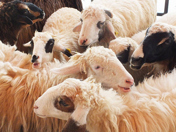 istock lots of sheep 185041991