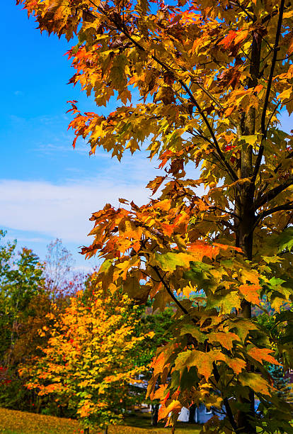 Autumn Sky stock photo