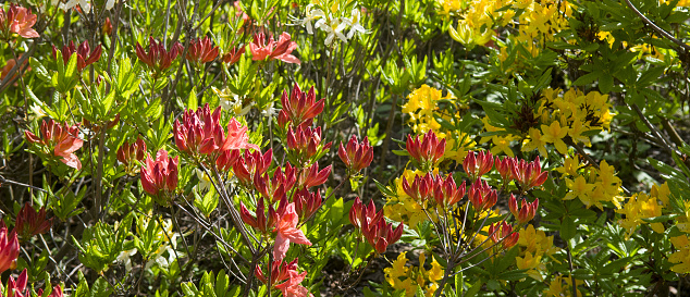 Blooming rhododendron in the spring garden. Wide photo.