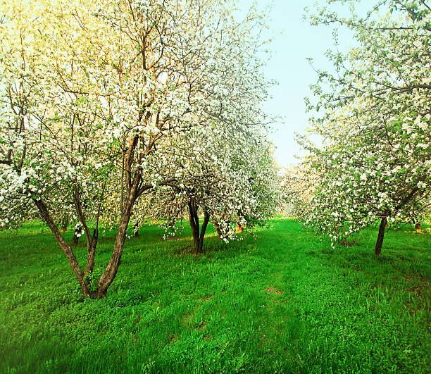 florecer apple trees over brillante cielo azul en spring park - lea fotografías e imágenes de stock