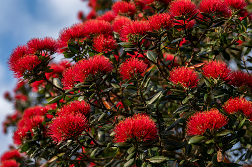 New Zealand Pohutukawa Tree blossoms