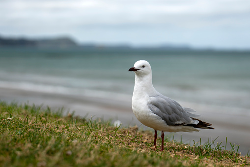 Yellow-legged gull in the foreground