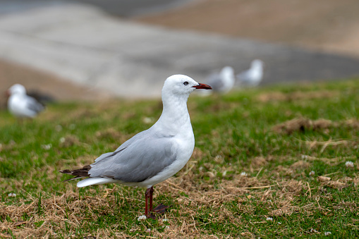 Seagull portrait at beach