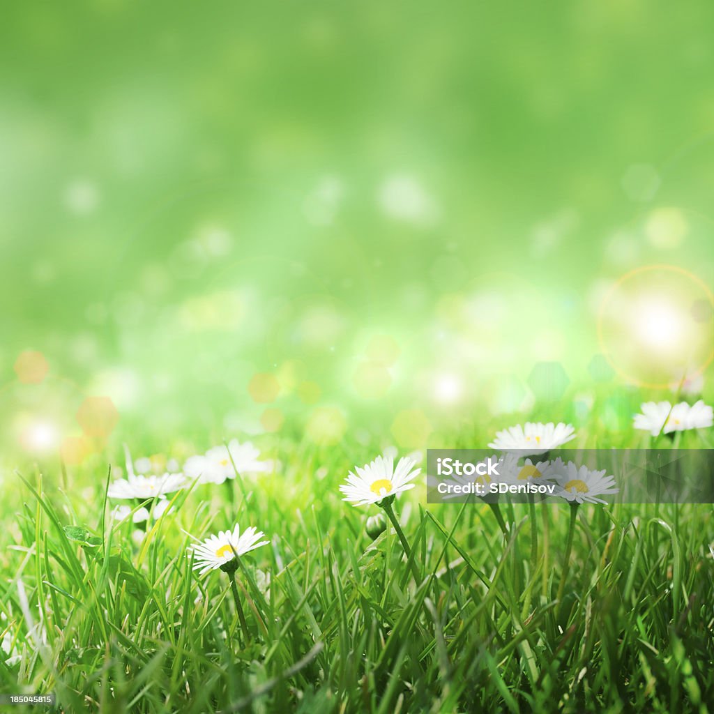 Маргаритки в траве — - Стоковые фото Без людей роялти-фри