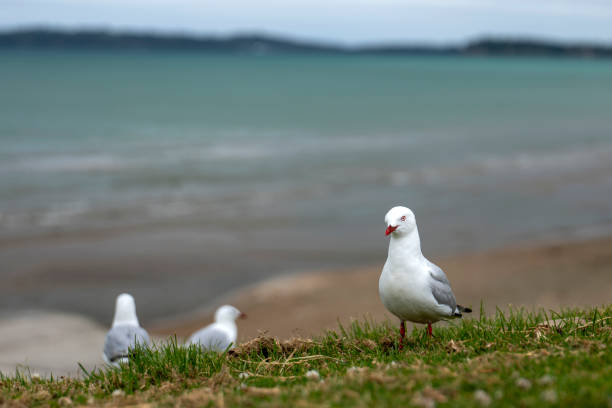 Seagull portrait at beach