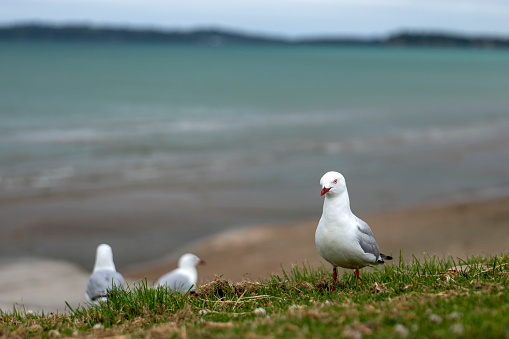 Bird gull on the background of a sea beach.