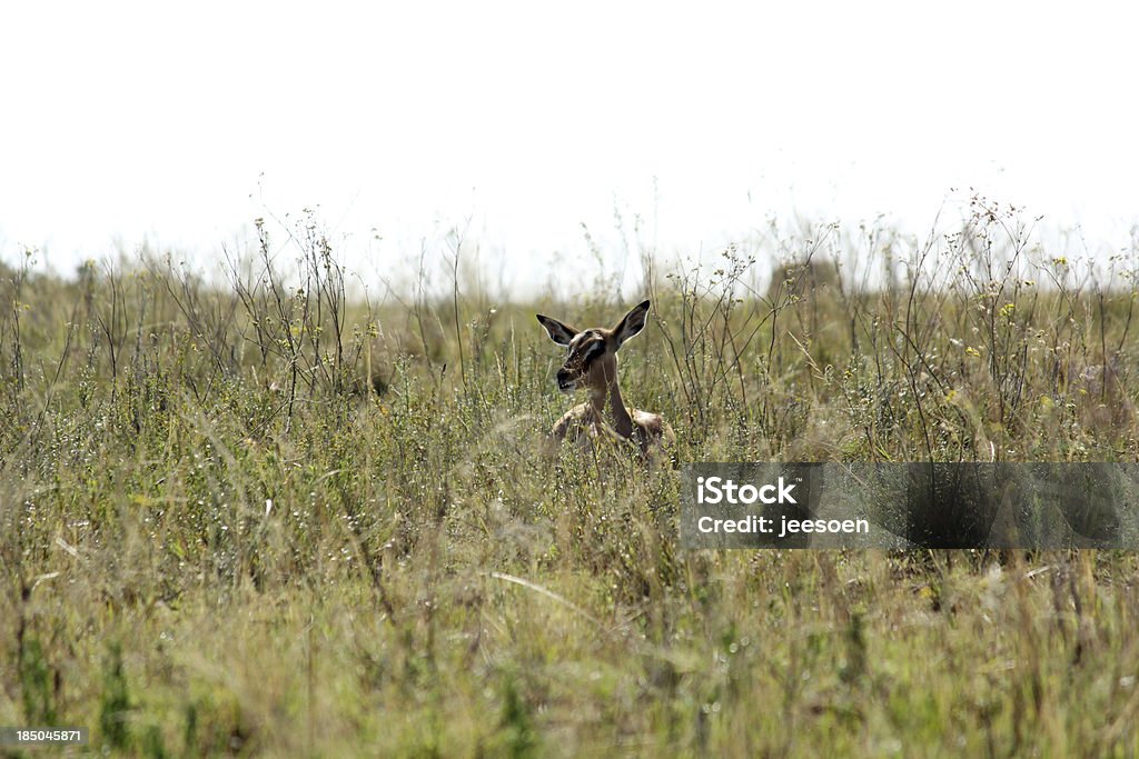 Импала в высокой траве - Стоковые фото Impala роялти-фри