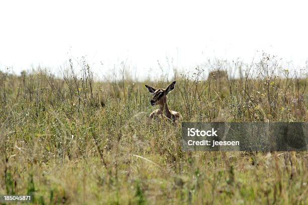 Импала В Высокой Траве — стоковые фотографии и другие картинки Impala - Impala, Африка, Внимательно смотреть