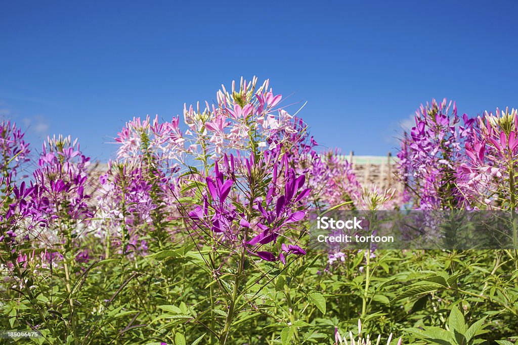 Spider flower lub Cleome spinosa w Tajlandii. - Zbiór zdjęć royalty-free (Bliski)