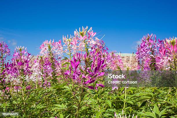 Spider Flower Lub Cleome Spinosa W Tajlandii - zdjęcia stockowe i więcej obrazów Bliski - Bliski, Botanika, Duża grupa ludzi