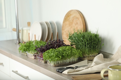 Different fresh microgreens and scissors on countertop in kitchen