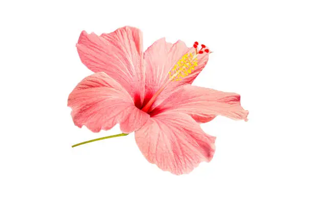Photo of Pink Hibiscus Blooming Flower on A Transparent Background. Blooming Chinese Rose Plant on a White Background