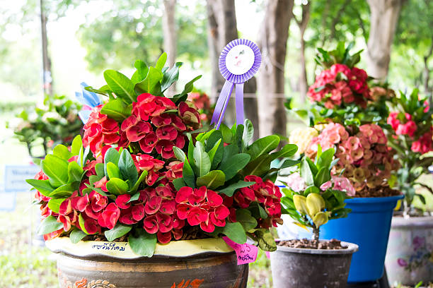 Poi Sian flower pots. stock photo