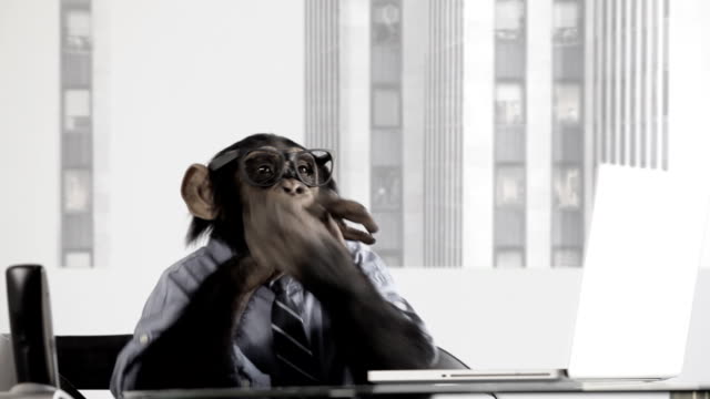 Monkey Business Office