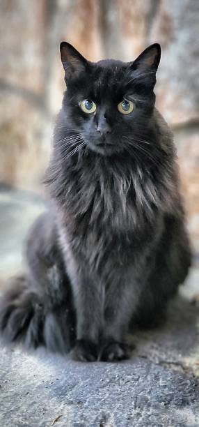 istock Pictures  of  kittens 1850474902