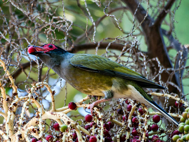 istock male Australasian figbird with fig in mouth 185047729