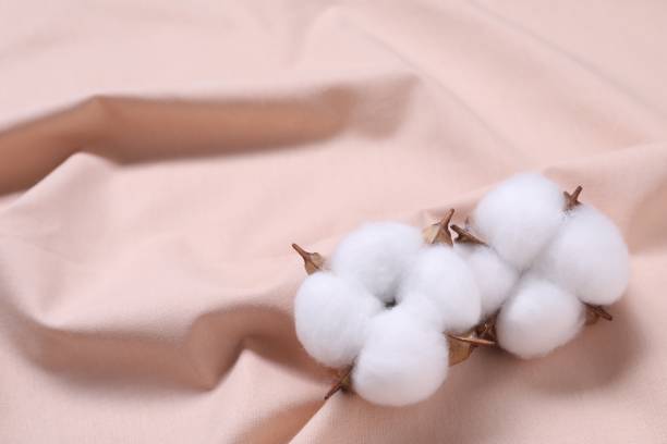 istock Fluffy cotton flowers on beige fabric, closeup. Space for text 1850479537