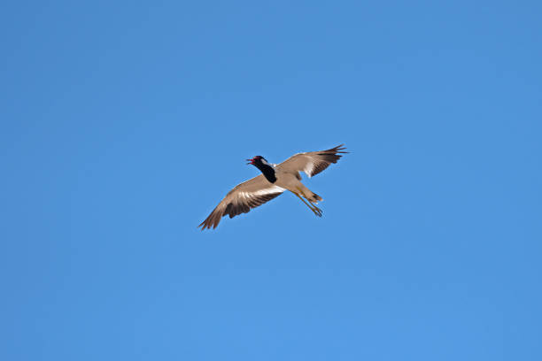 istock Red-wattled Lapwing (Vanellus indicus) flying in the blue sky. 1850483733