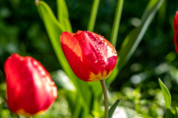red tulip flowers with raindrops