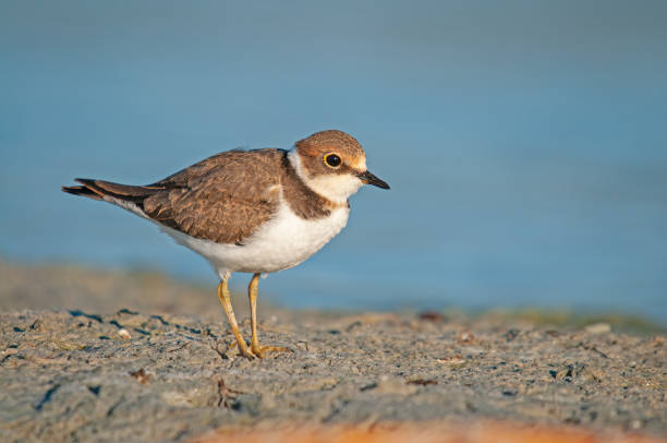 istock Little Ringed Plover (Charadrius dubius) foraging by the lake. 1850489952
