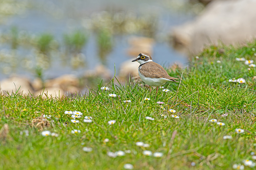 Little Ringed Plover (Charadrius dubius) among daisy flowers by the lake.