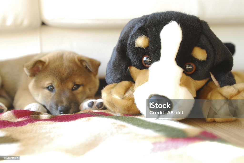 puppy with toy dog image of shiba inu puppy laying down with toy dog Animal Stock Photo
