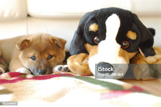 Puppy With Toy Dog Stock Photo - Download Image Now - Animal, Blanket, Brown Eyes