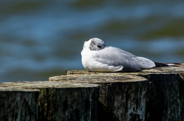 una gaviota helecho descansa en un rompeolas. hermosa foto de un ave marina. - larus ichthyaetus fotografías e imágenes de stock