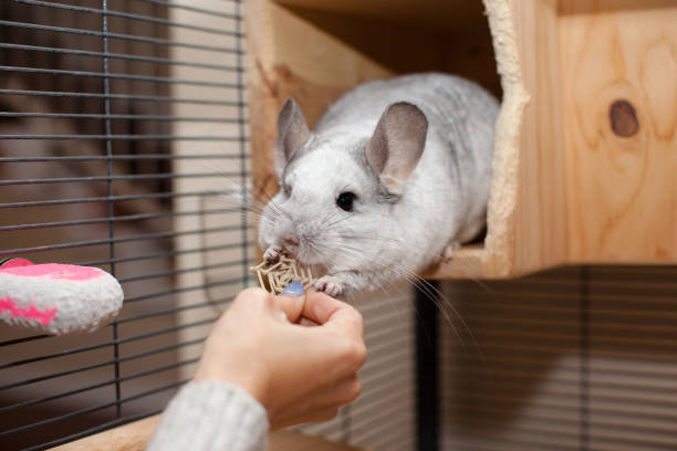 istock Cute Chinchilla In Play 1850500142