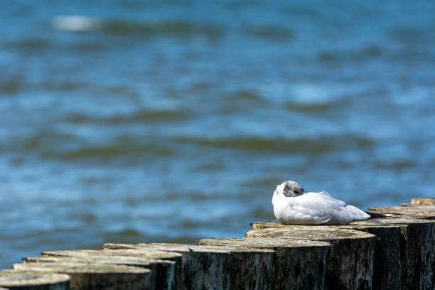 una gaviota helecho descansa en un rompeolas. hermosa foto de un ave marina. - larus ichthyaetus fotografías e imágenes de stock