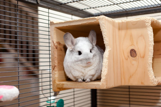 istock Cute Chinchilla In Play 1850500147