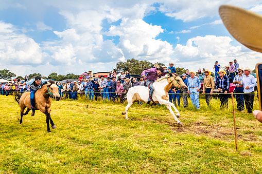 Western cowboys riding horses, roping wild cow. Cowboys riding horses running on a sandy ground.