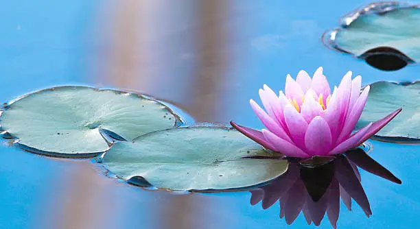 Pink Water Lily in a Peaceful Natural Setting