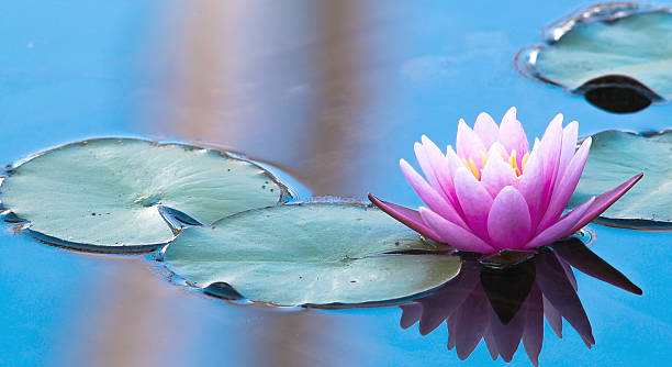 różowa lilia wodna w spokojnej naturalnym otoczeniu - lily pond zdjęcia i obrazy z banku zdjęć