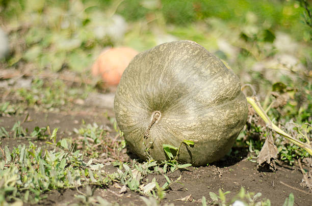 dynia - planting growth plant gourd zdjęcia i obrazy z banku zdjęć