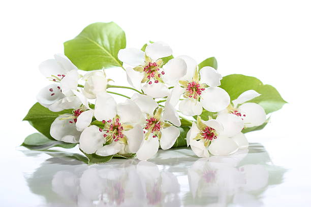 Flowers of pear on white background