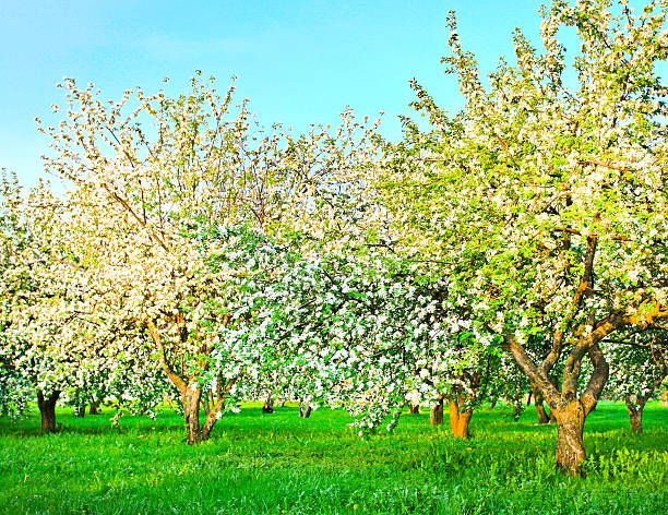 florecer apple trees over brillante cielo azul en spring park - lea fotografías e imágenes de stock