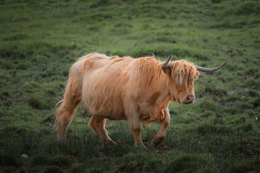 portrait of highland furry cow on the pasture. Rural life and farming concept