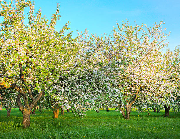 florecer apple trees over brillante cielo azul en spring park - lea fotografías e imágenes de stock